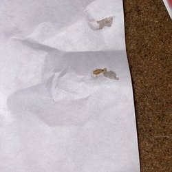 Greenlight Inn & Suites - A dead Maggot me and my friend killed