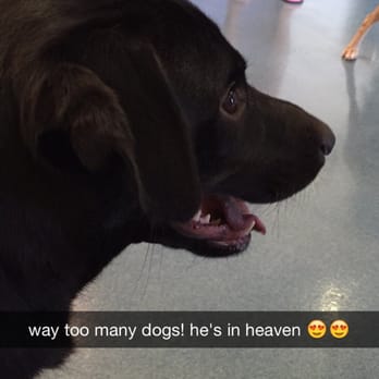 Pine Forest Animal Clinic - And that's the dog that was suppose to die at Western Hills. Thank You Pine Forest for saving him! - Veterinarians Near Me - Conroe, Texas