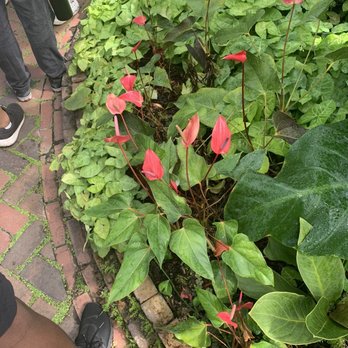Garfield Park Conservatory - Parks Near Me - Chicago, Illinois