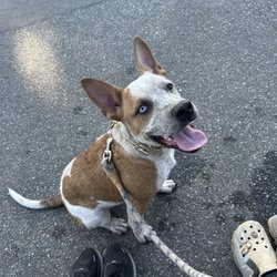 Sepulveda Basin Off Leash Dog Park
