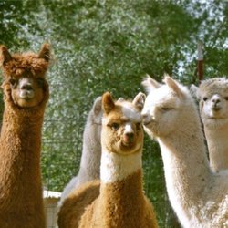 Arapaho Rose Alpacas