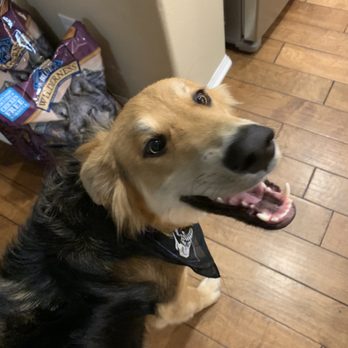 Pure Grooming - Happy dog after appointment - Pet Groomers Near Me - Poway, California Pure Grooming - Happy dog after appointment - Pet Groomers Near Me - Poway, California