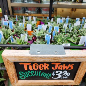 Trader Joe's - Trader Joe's Daly City - Tiger Jaws Succulent - Grocery Near Me - Daly City, California Trader Joe's - Trader Joe's Daly City - Tiger Jaws Succulent - Grocery Near Me - Daly City, California