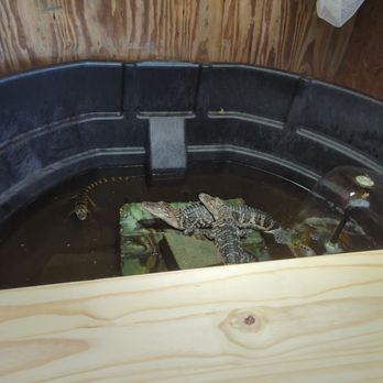 Cajun Pride Swamp Tours - Tours Near Me - La Place, Louisiana