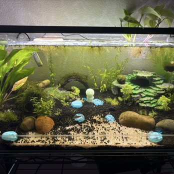 Wow Fish & Pets - nano tank shrimp and neons - Pet Groomers Near Me - Hesperia, California