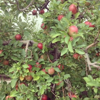 Tuttle Orchards - Fruits & Veggies Near Me - Greenfield, Indiana Tuttle Orchards - Fruits & Veggies Near Me - Greenfield, Indiana