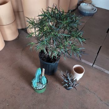 Mother Plants - Nurseries & Gardening Near Me - Minneapolis, Minnesota Mother Plants - Nurseries & Gardening Near Me - Minneapolis, Minnesota