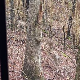 More deer More deer