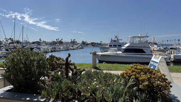 Royal Rooster by null