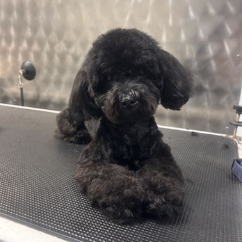Coat & Collar Grooming - Pet Groomers Near Me Coat & Collar Grooming - Pet Groomers Near Me