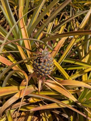 Dole Plantation by null