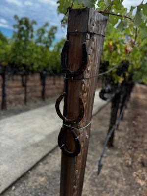 Staglin Family Vineyard by null