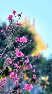 Chua Dieu Ngu Buddhist Temple by null