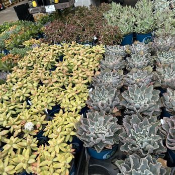 Lowe's Home Improvement - Great looking succulent plants 3.3.24 - Hardware Stores Near Me - Tomball, Texas Lowe's Home Improvement - Great looking succulent plants 3.3.24 - Hardware Stores Near Me - Tomball, Texas