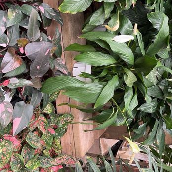 Elwood Nursery - Colorful, healthy, and tropical plants. Including palms, peace lily's, and pink philodendrons. - Nurseries & Gardening Near Me - Rllng Hls Est, California
