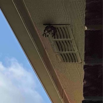 Hawx Pest Control - Wasp nest found during inspection... - Pest Control Near Me - Grand Prairie, Texas