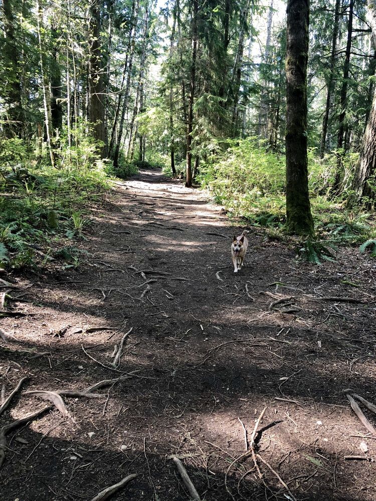 HOWE FARM HISTORIC PARK AND OFF-LEASH DOG AREA - 60 Photos & 41 Reviews - Dog Parks - Long Lake Rd At Mile Hill, Port Orchard, WA - Phone Number - Yelp