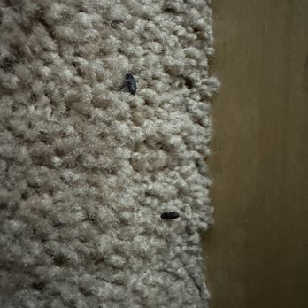 Big Bear Cool Cabins - Mice droppings - Property Management Near Me - Big Bear Lake, California