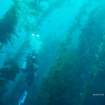 Catalina Divers Supply - Kelp Forest is making a come-back! Awesome - Dive Shops Near Me - Avalon, California