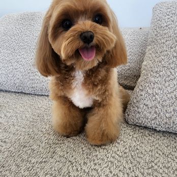 Puppy Day - Pet Groomers Near Me - La Mirada, California Puppy Day - Pet Groomers Near Me - La Mirada, California