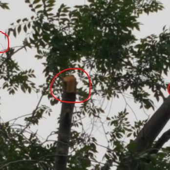Andre Landscape Service - a squirrel in a tree - Landscaping Near Me - San Marcos, California