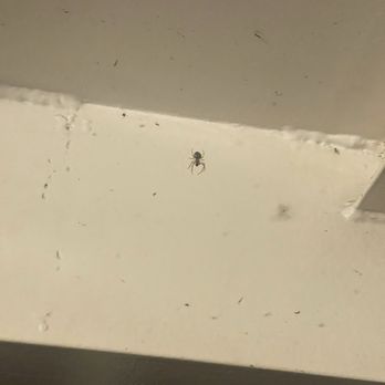 Wendella Tours & Cruises - Spiders everywhere - Boat Charters Near Me - Chicago, Illinois Wendella Tours & Cruises - Spiders everywhere - Boat Charters Near Me - Chicago, Illinois