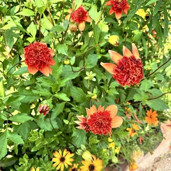 Jardins et Maison de Claude Monet - More dahlia - Museums Near Me - Giverny, 27