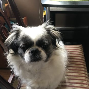 Doggie Styles Pet Grooming - Japanese chin - Pet Groomers Near Me - Shelton, Connecticut Doggie Styles Pet Grooming - Japanese chin - Pet Groomers Near Me - Shelton, Connecticut