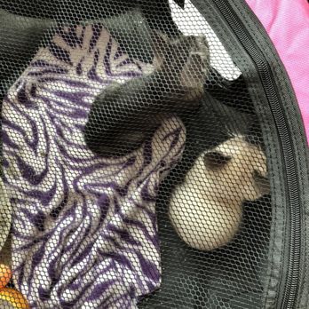 KitTea - Pet Adoption Near Me - San Francisco, California