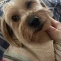 Photo of Big Paws Grooming Salon