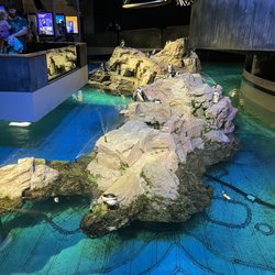 Aquarium New England - The penguin exhibit