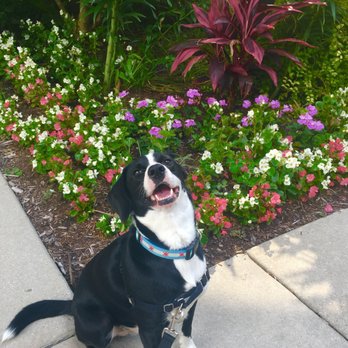 Pawsitive Paws - Dog Walkers Near Me