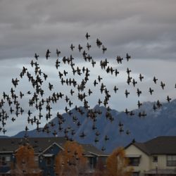 Oquirrh Lake Park - Flock over the lake