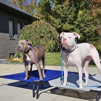 The Dog Wizard - Pet Training Near Me The Dog Wizard - Pet Training Near Me