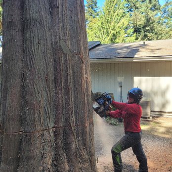 Down to Earth Tree Care - Sarah putting a face cut in large cedar with a bar that's almost the size of her! - Tree Services Near Me