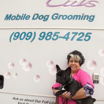 Carrera Cuts - Cecelia and my shiny, groomed French Bulldog. - Pet Groomers Near Me - Upland, California Carrera Cuts - Cecelia and my shiny, groomed French Bulldog. - Pet Groomers Near Me - Upland, California
