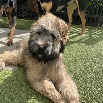 DoggieVIP Philly - Pet Groomers Near Me - Philadelphia, Pennsylvania DoggieVIP Philly - Pet Groomers Near Me - Philadelphia, Pennsylvania