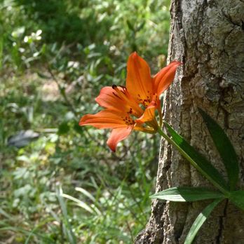 Grassi Lakes - Lily along the path in July - Lakes Near Me - Kananaskis, Alberta
