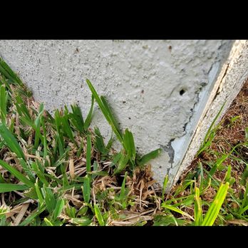 Your Green Team - Pest Control Near Me - Plant City, Florida Your Green Team - Pest Control Near Me - Plant City, Florida