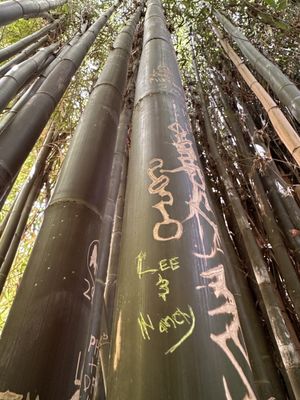 Adelaide Botanic Garden by null