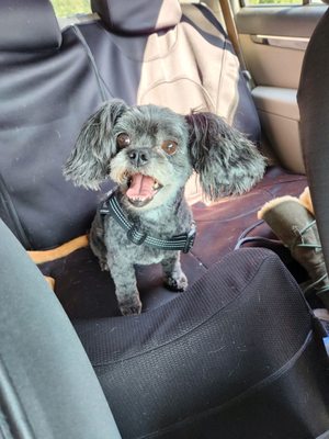 Wendy's Pet Grooming