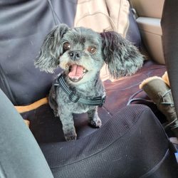 Wendy's Pet Grooming