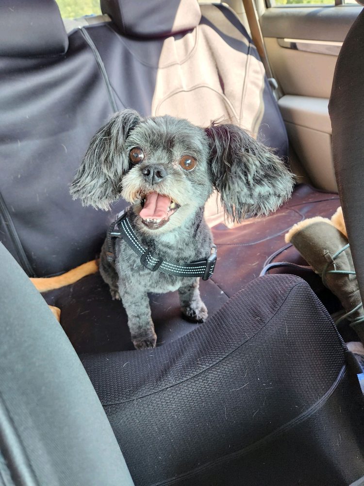 WENDY’S PET GROOMING Updated August 2024 16 Photos 4929 Jonesboro