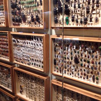 Melbourne Museum - Bugs! - Museums Near Me - Melbourne, VIC Melbourne Museum - Bugs! - Museums Near Me - Melbourne, VIC