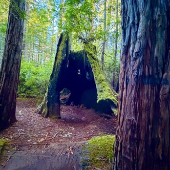 Jackson Demonstration State Forest - A interesting burned out redwood tree. - Campgrounds Near Me