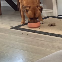 Studio 12·20 - My dog loves his new bowl from this store