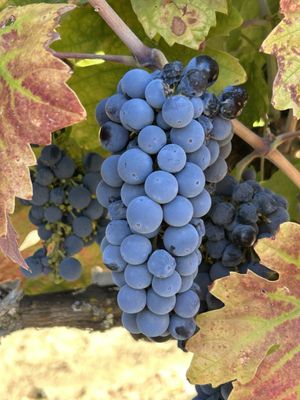 Vezér Family Vineyard - Blue Victorian by null