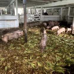 Delicias del Campo