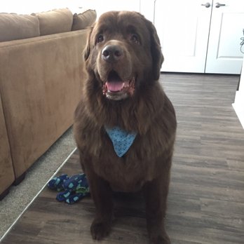 Serenity Paws - Pet Groomers Near Me - Colorado Springs, Colorado