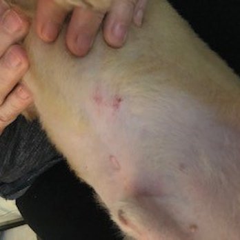 Petco - OUCH!!!!!!! NOT COOL!!!! - Pet Stores Near Me - Pflugerville, Texas Petco - OUCH!!!!!!! NOT COOL!!!! - Pet Stores Near Me - Pflugerville, Texas